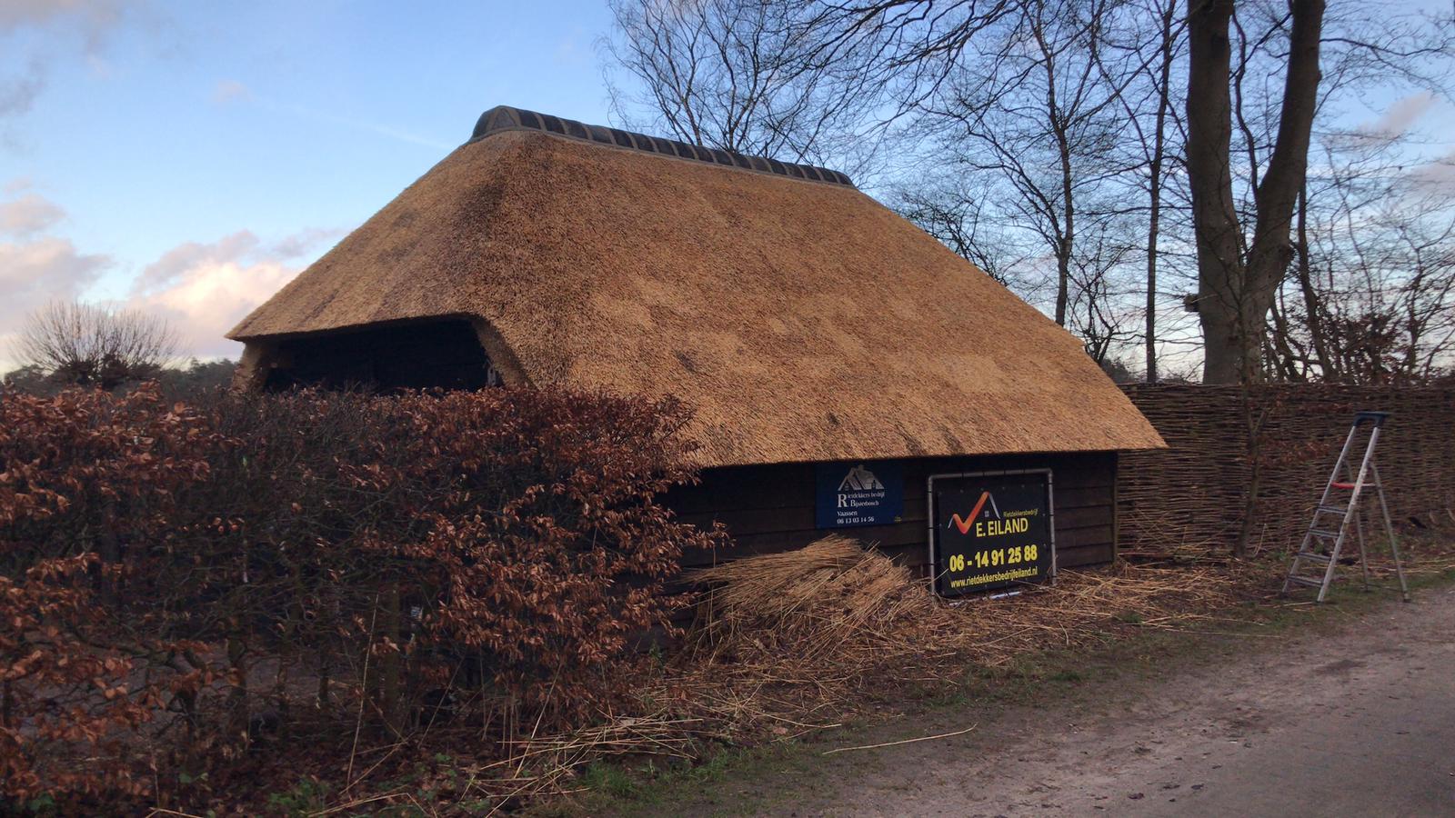 Plaatsen rieten kap op boerderij